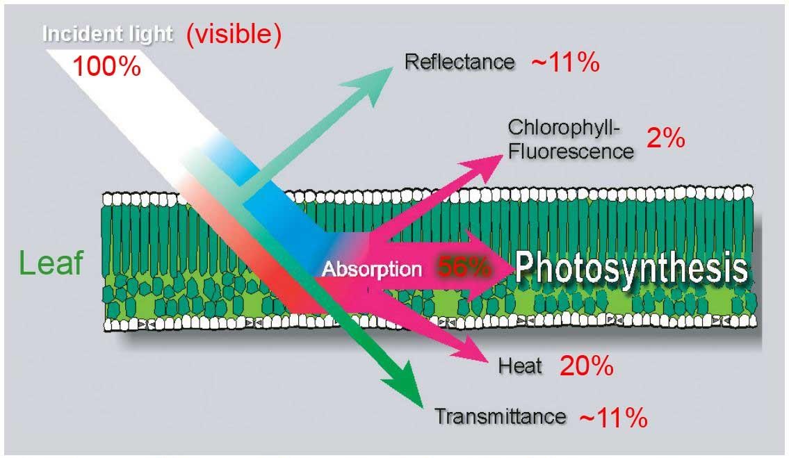 葉綠素?zé)晒獗O(jiān)測(cè)系統(tǒng)