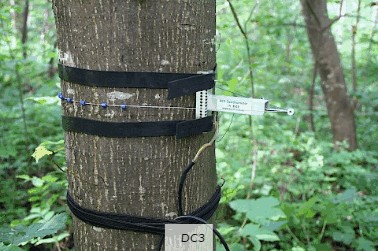 周長生長測量傳感器 周長生長測量傳感器